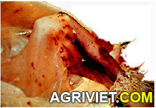 Agriviet.Com-xuat_huyet_co_dui.png