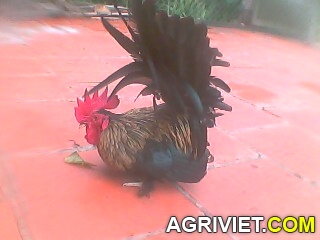 Agriviet.Com-IMG0078A.jpg