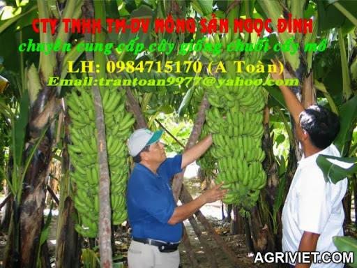 Agriviet.Com-QC_Chuoi_cay_mo_copy.jpg