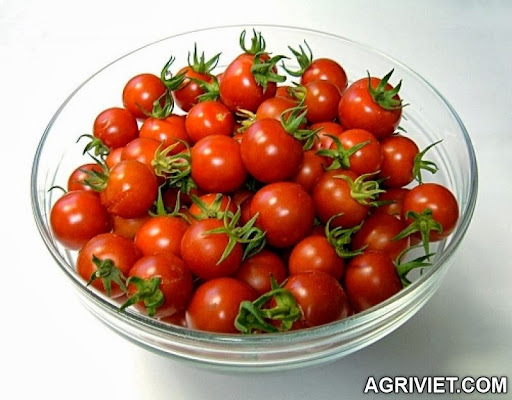 Agriviet.Com-a-recipe-for-salsa-tomato-cherry-3%255B1%255D.jpg