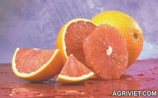Agriviet.Com-Cara-Cara-navel-orange.jpg