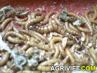 Agriviet.Com-mealworm_v%25C3%25A0_superworm.jpg