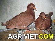 Agriviet.Com-20120516133201_4501992805_4ea67435ba_o.jpg