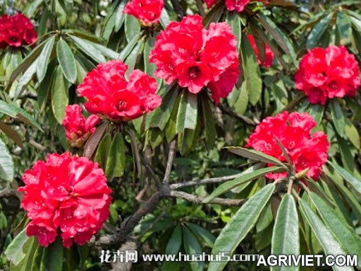 Agriviet.Com-Rhododendron_delavayi.jpg