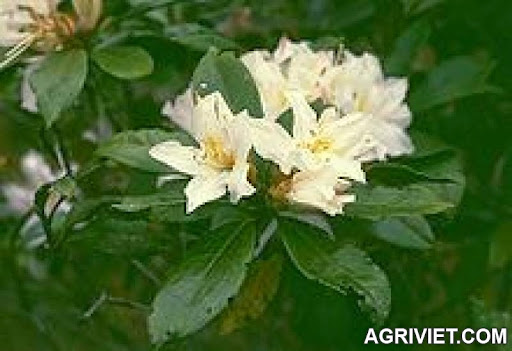 Agriviet.Com-Rhododendron_moulmainense_2.jpg