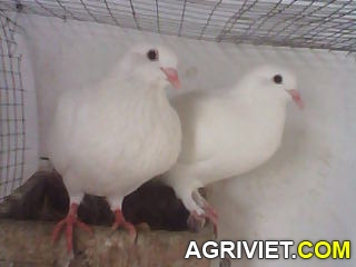 Agriviet.Com-IMG_0196.JPG