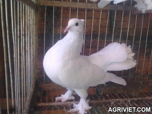 Agriviet.Com-xoe_nhat.jpg