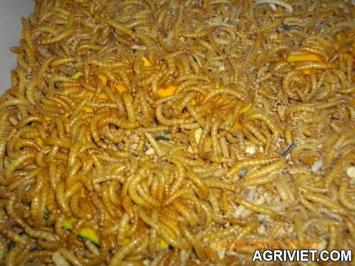 Agriviet.Com-mealworm_tru%E1%BB%9Fng_th%C3%A0nh.jpg