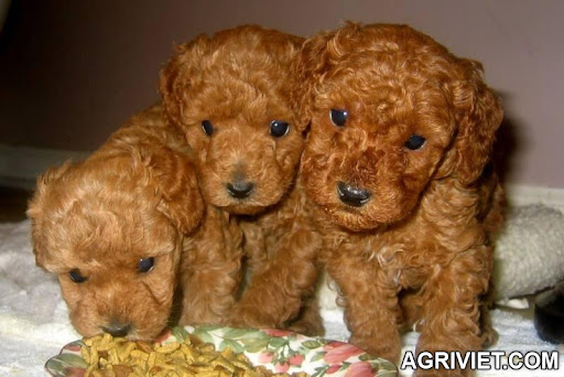 Agriviet.Com-pure-toy-poodle-home-528936378_moi.jpg