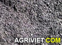 Agriviet.Com-medium_vkv1332831535_%25281%2529.jpg