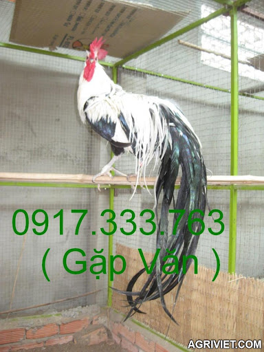 Agriviet.Com-chuoi_dep.JPG