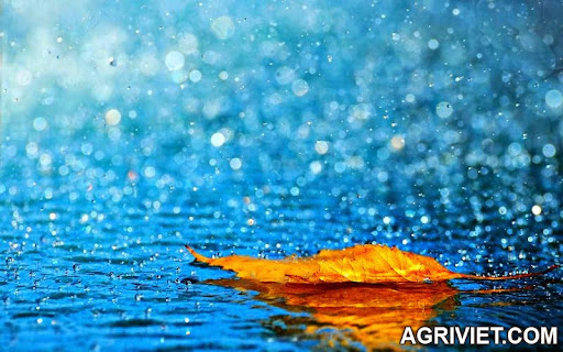Agriviet.Com-Rain-8.jpg