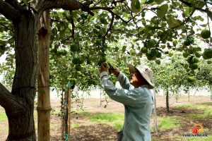 trồng táo trong nhà lưới