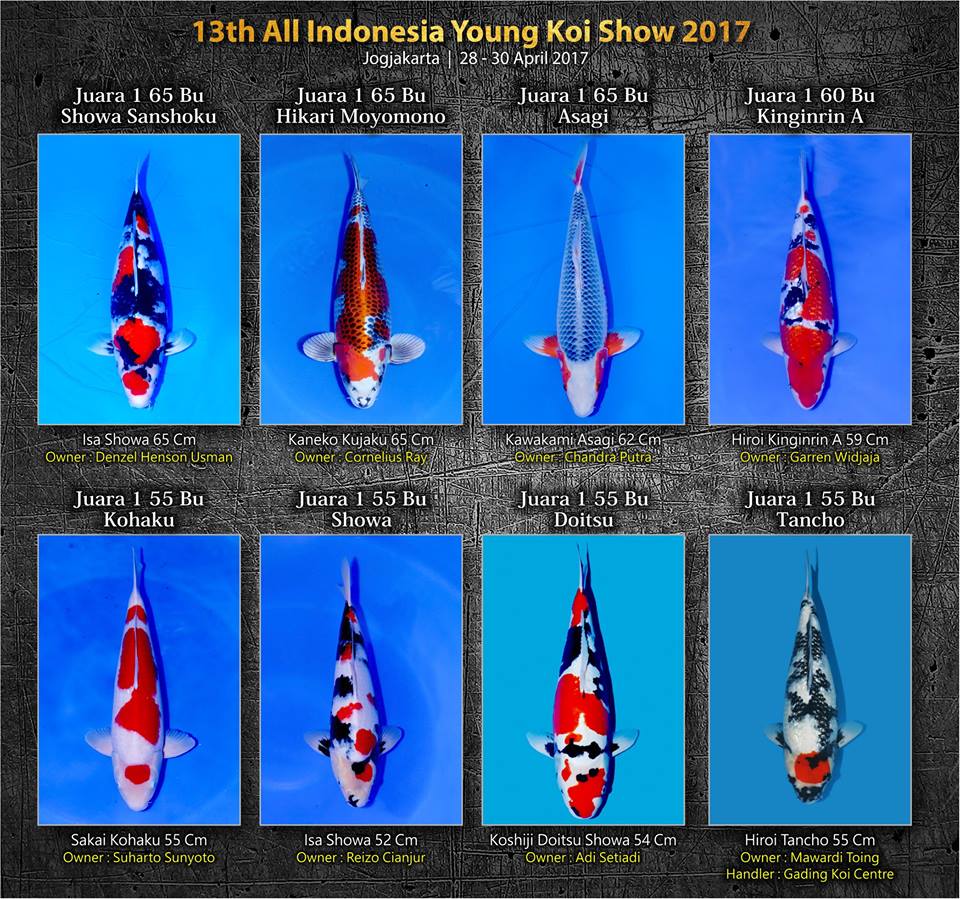 all-indonesia-young-koi-show-2017.jpg
