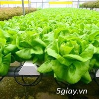 Phân bón / dinh dưỡng thủy canh trồng rau sạch GWALL - 6