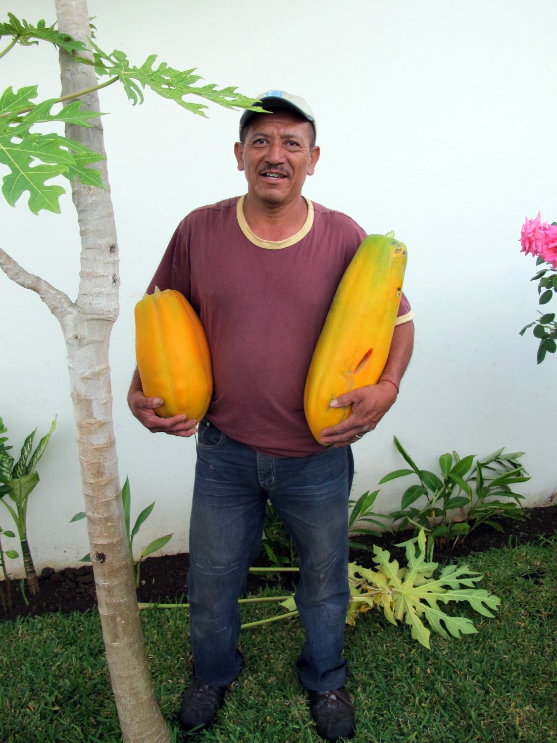 don-diego-and-two-papaya.jpg