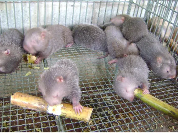 Tiềm năng chăn nuôi Dúi,