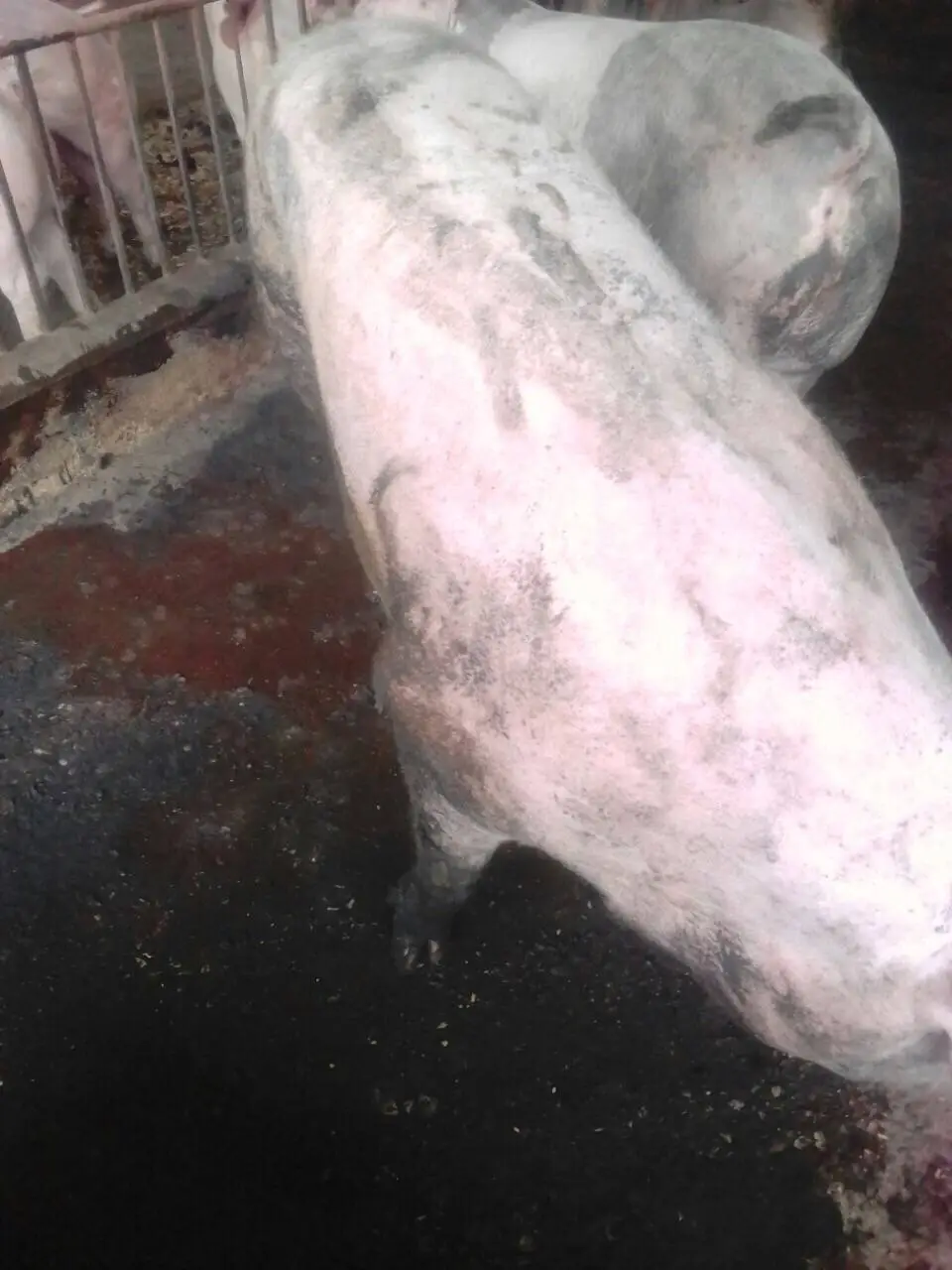 Lợn đi tiểu ra máu tươi ?