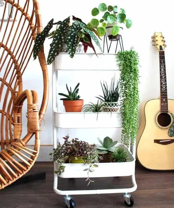 Kệ trồng cây hoàn hảo trong 6 bước đơn giản