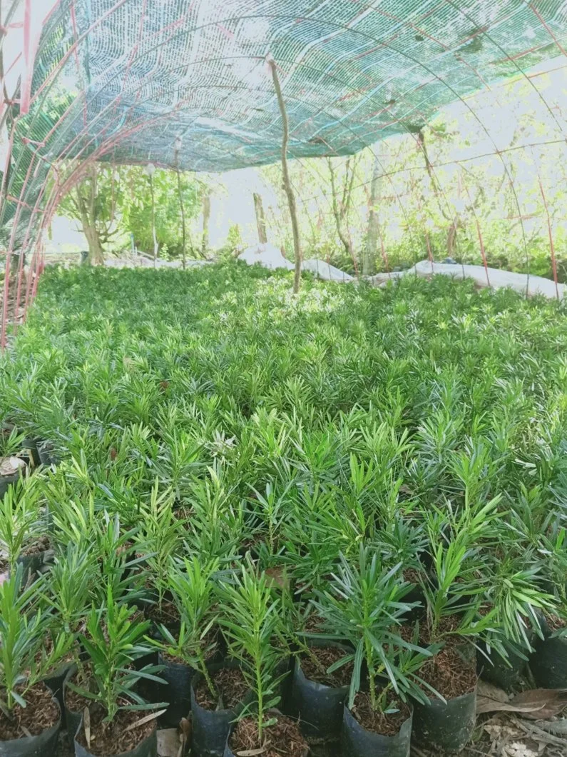 Tùng Giâm Cành 5 Tháng (Đài Loan, Vạn Niên)