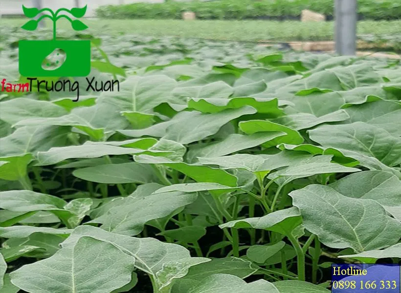 0961368388 1_result (10).webp