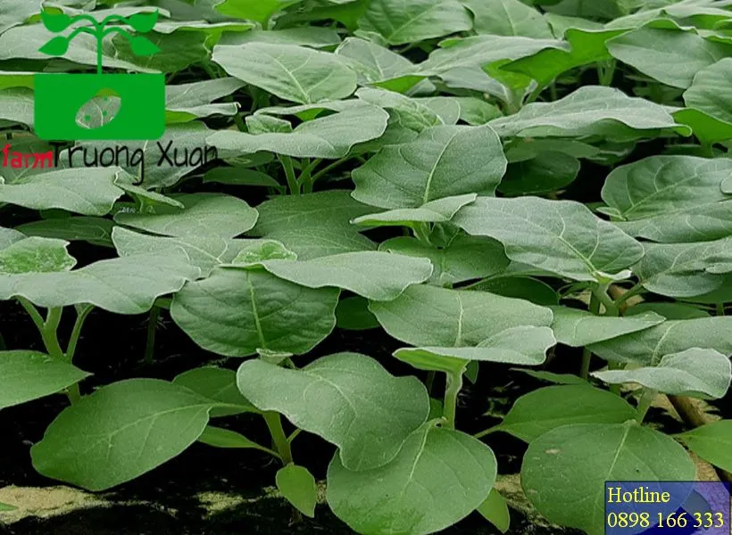 0961368388 1_result (11).webp