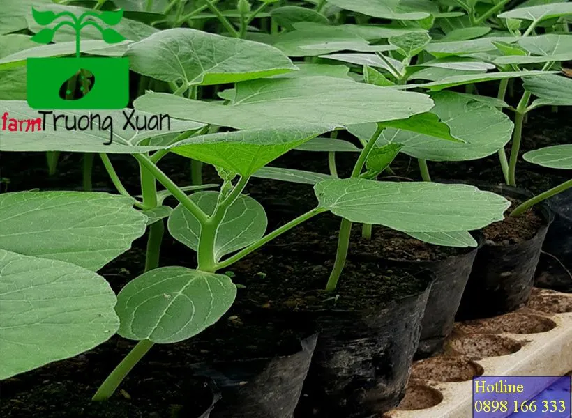 0961368388 1_result (12).webp