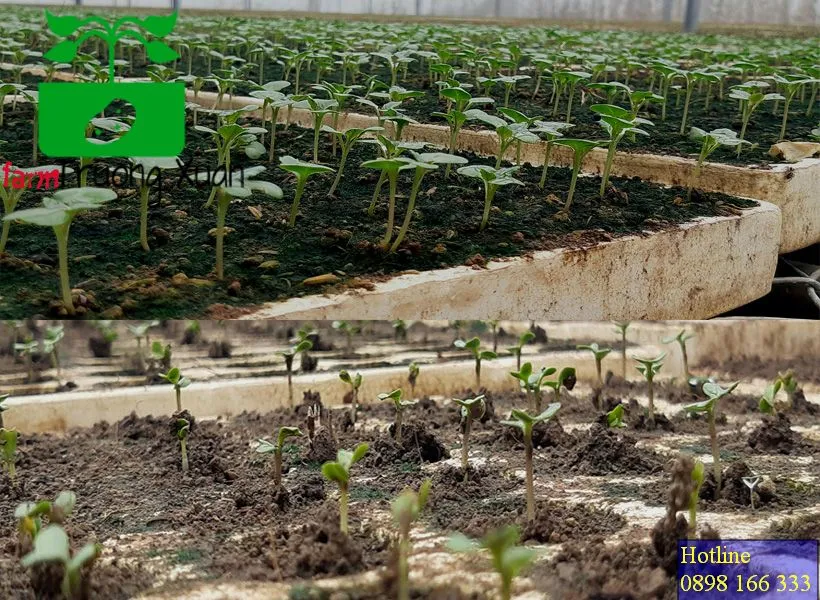 0961368388 1_result (13).webp