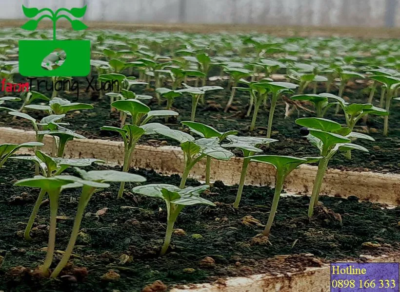 0961368388 1_result (14).webp