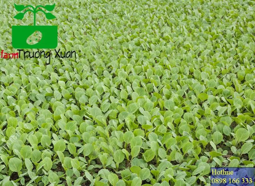 0961368388 1_result (15).webp