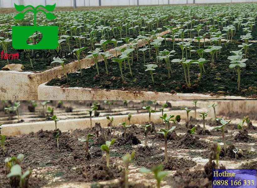 0961368388 1_result (16).webp