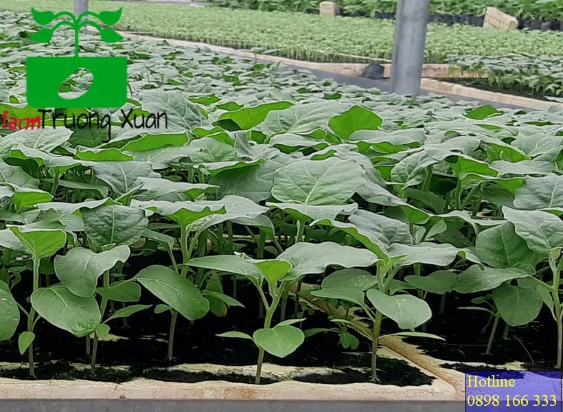 0961368388 1_result (17).webp