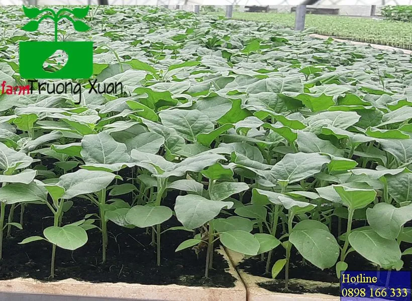 0961368388 1_result (18).webp