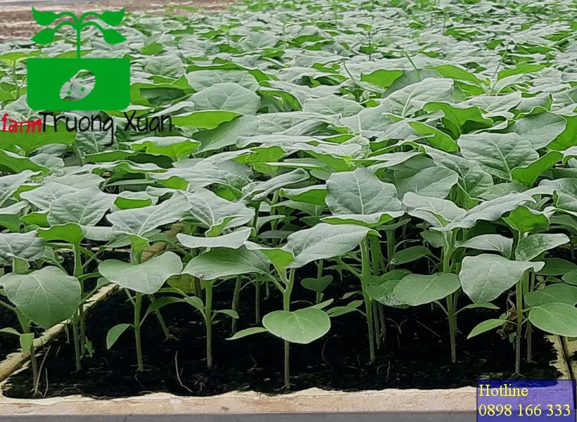 0961368388 1_result (19).webp