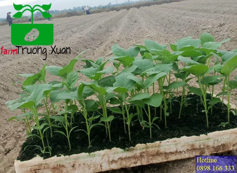 0961368388 1_result (4).webp