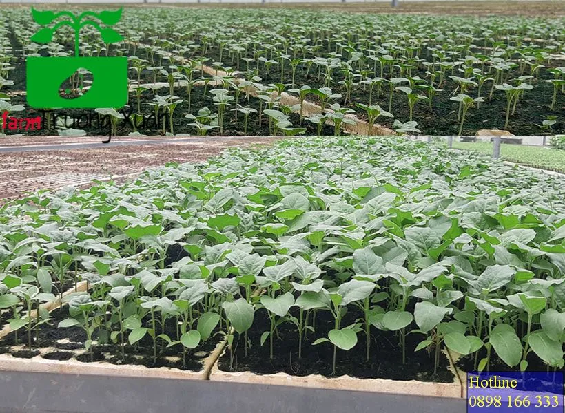 0961368388 1_result (40).webp