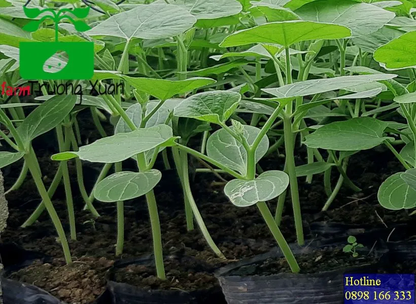 0961368388 1_result (64).webp