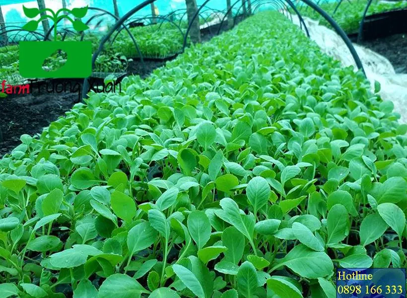 0961368388 1_result (65).webp