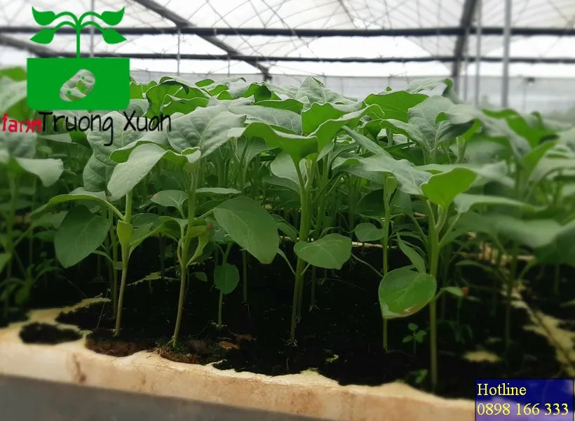 0961368388 1_result (66).webp