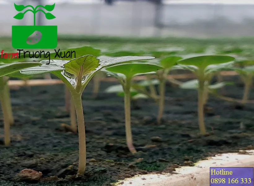 0961368388 1_result (67).webp