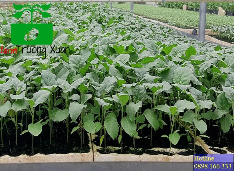 0961368388 1_result (68).webp