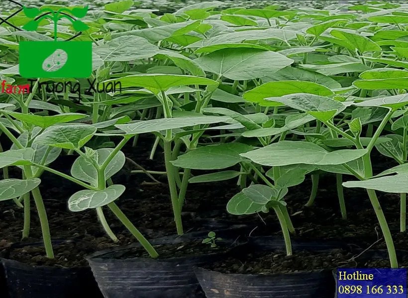 0961368388 1_result (69).webp