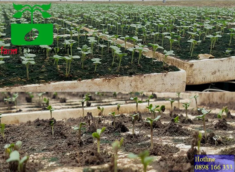 0961368388 1_result (71).webp