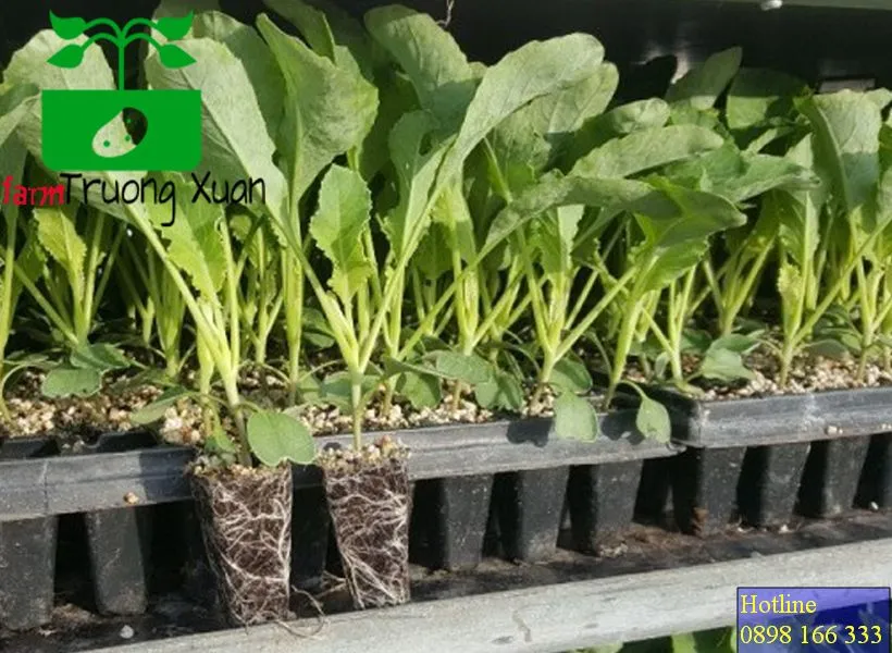 0961368388 1_result (72).webp