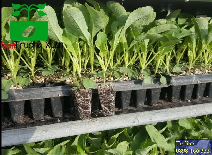 0961368388 1_result (8).webp