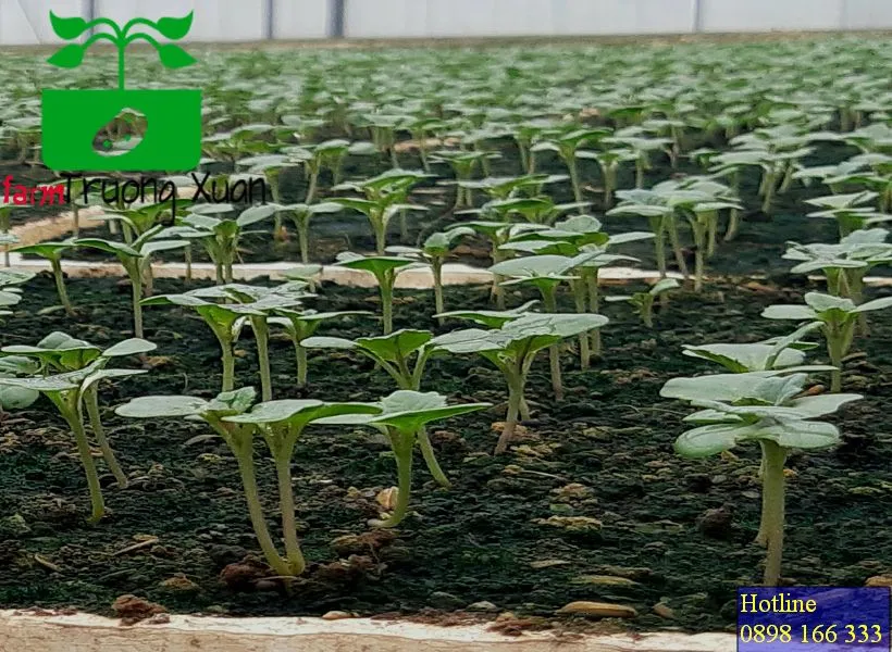 0961368388 1_result (81).webp