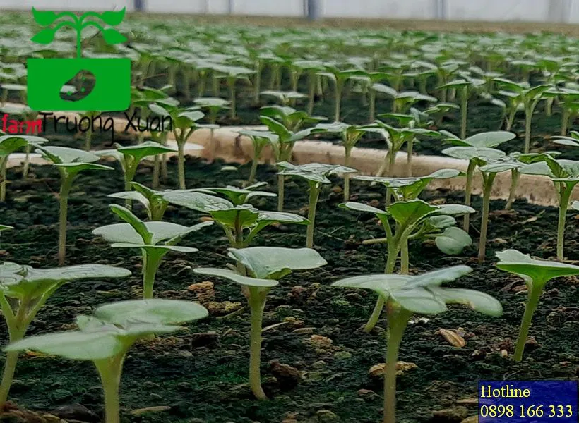 0961368388 1_result (82).webp