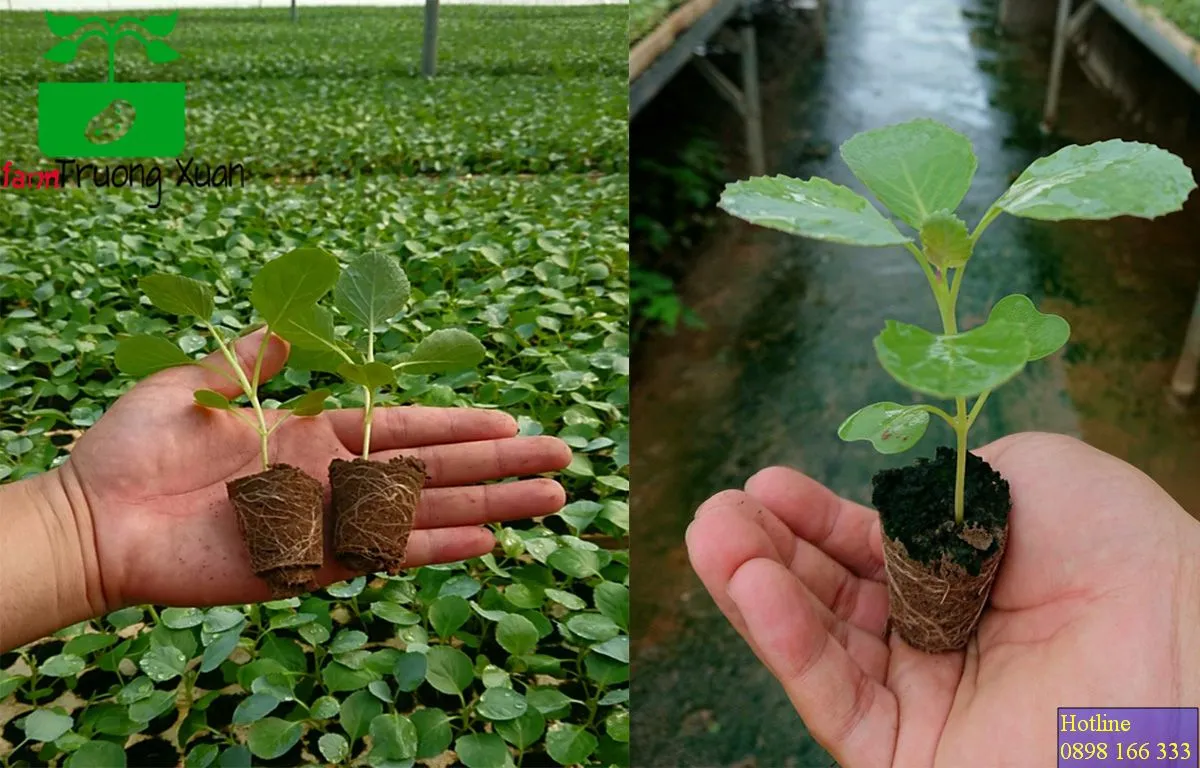 0961368388 1_result (85).webp