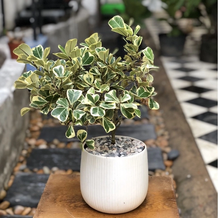 Bán cây Đa Phúc Đẹp tại Đà nẵng