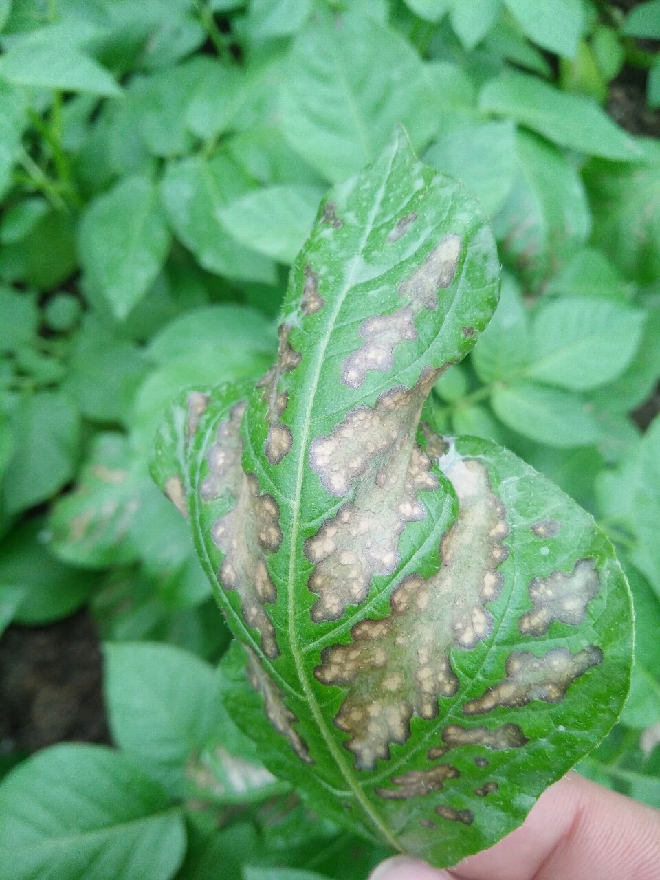 chú ý gấp. bệnh gì hại khoai tây. mong các tiền bối tư vấn